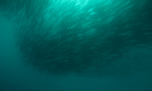 header - scuba - barracuda