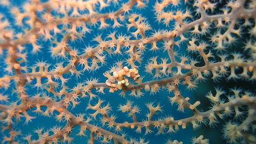 header - scuba - pygmy seahorse